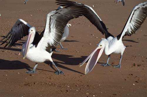 pelicans in monkey mia