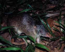 bandicoot