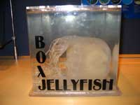 box jellyfish