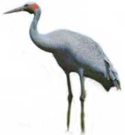 brolga queensland australia photo