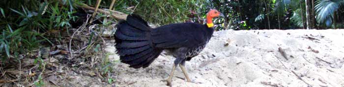 brush turkey in queensland