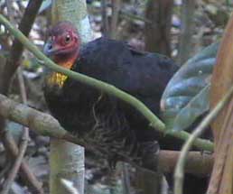 australian brush turkey