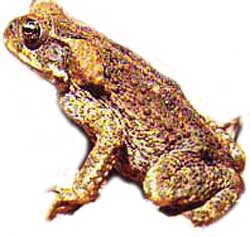 cane toad in north queensland australia