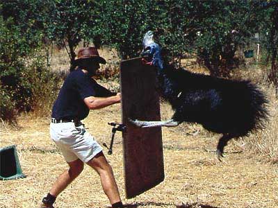 cassowary attack