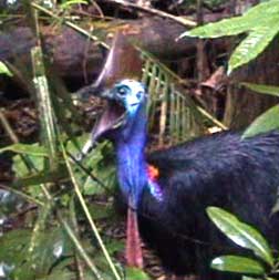 cassowary at Rainforest Hideaway B&B accommodation in Cape Tribulation , Daintree, North Queensland