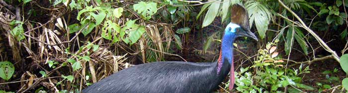 cassowary at Rainforest Hideaway B&B accommodation in Cape Tribulation , Daintree, North Queensland