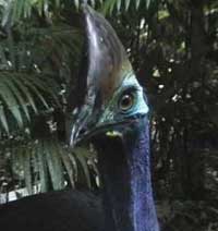 Birdwatching in Australia; cassowary at Rainforest Hideaway B&B accommodation in Cape Tribulation , Daintree, North Queensland