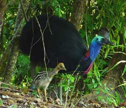 Click to enlarge, cassowary with chick at mission beach