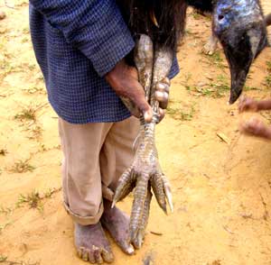 claws of a young cassowary