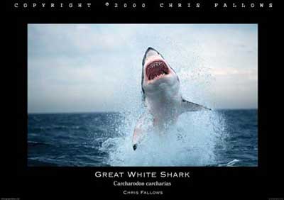 great white shark attack