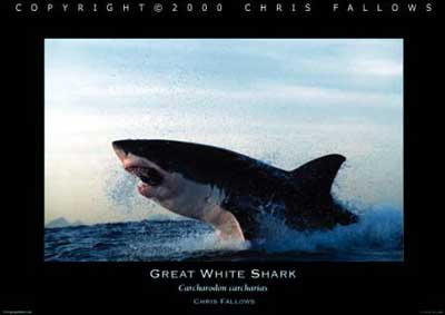 great white shark attack