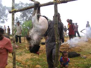 cooked cassowary