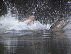 Click to enlarge, crocodile in Daintree River