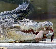 crocodile attack