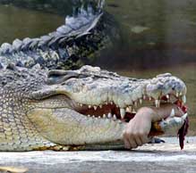 /http://www.amazingaustralia.com.au/animals/crocodile_attacks.htm