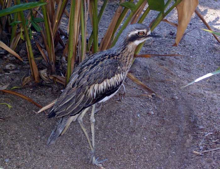 birdwatching in australia; curlew