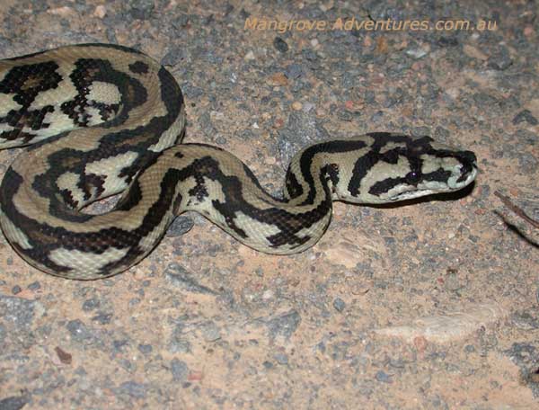 photo of a carpet python