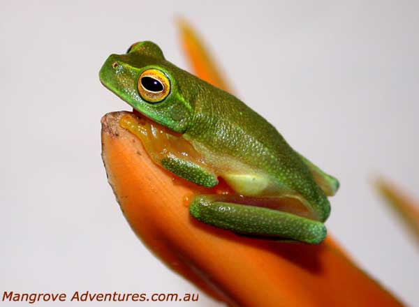 photo of a Dainty Treefrog