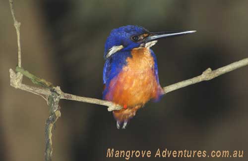 birdwatching in australia;  king fishers