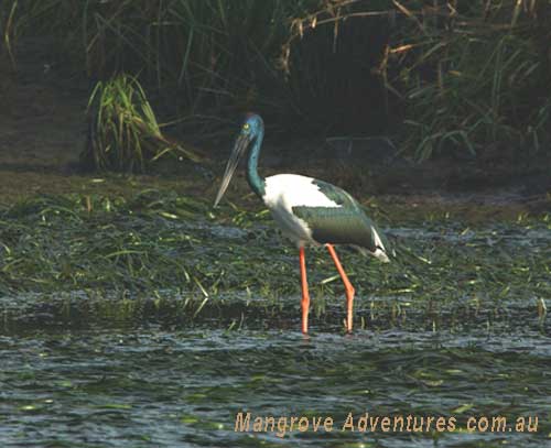 birdwatching in australia; black necked stork