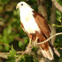 Birdwatching in Australia; brahminy kite