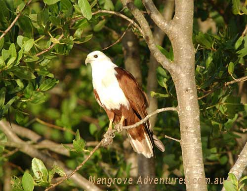 Brahminy Kite