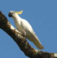 Birdwatching in Australia; cockatoo