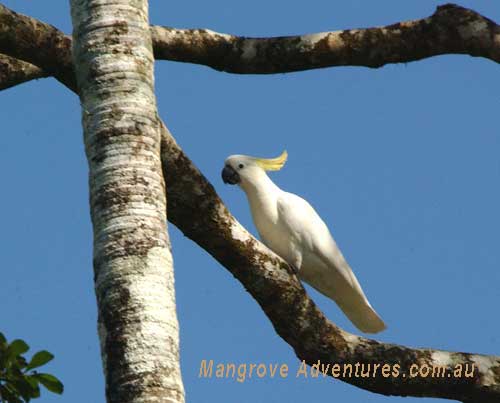 birdwatching in australia; sulphur crested cockatoo