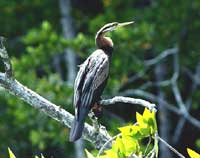 Birdwatching in Australia;  darter