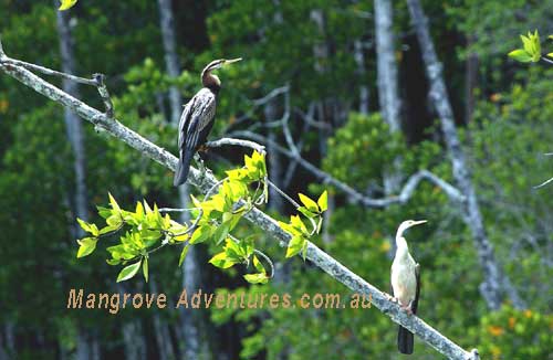 birdwatching in australia; darters