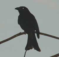 Birdwatching in Australia; drongo