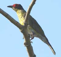 Birdwatching in Australia;  fig bird