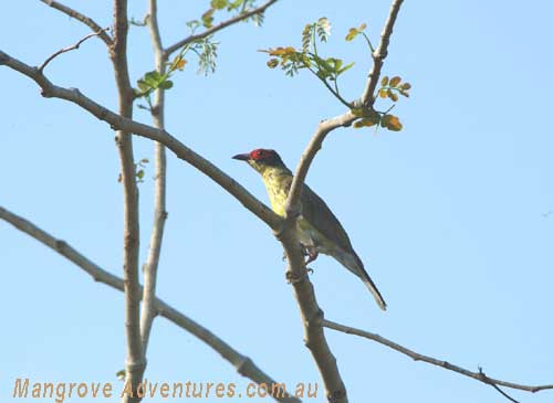 bird watching in australia; fig bird