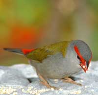 Birdwatching in Australia;  firetail