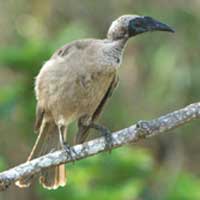 Birdwatching in Australia;  friar bird