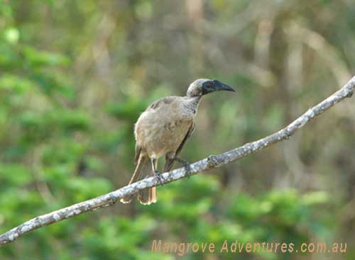 bird watching in australia; friar bird