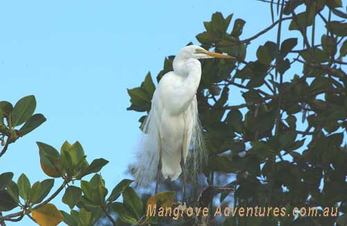 birdwatching in australia; greater egret