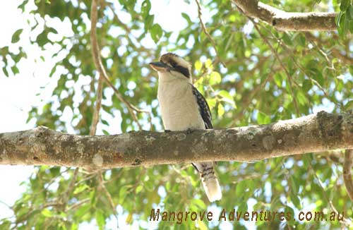 birdwatching in australia; kookaburra