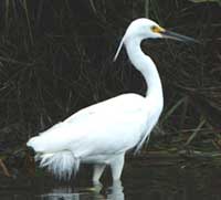 Birdwatching in Australia;  egret