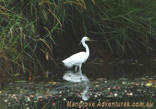 birdwatching in australia; little egret