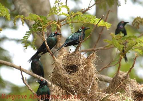 birdwatching in australia; metallic starlings