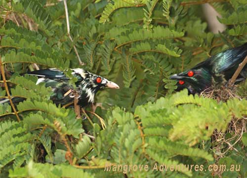 birdwatching in australia; metallic starlings