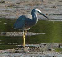 Birdwatching in Australia;  herons