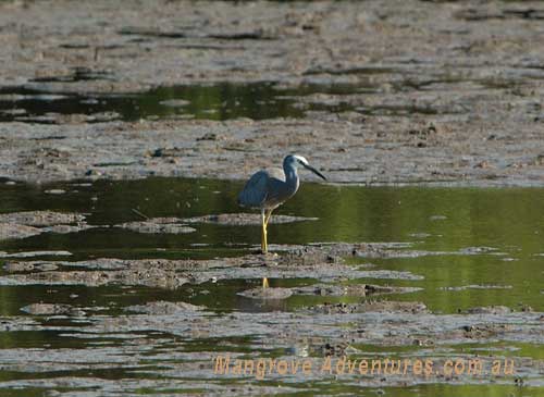 birdwatching in australia; white faced heron