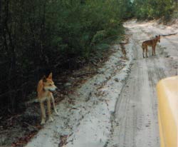 dingoes on fraser island