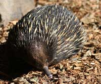 echidna