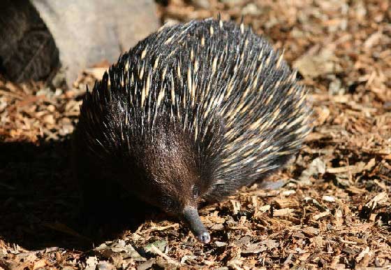 echidna