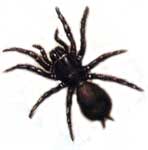 funnelweb spider from sydney  new south wales