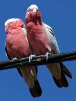 galah