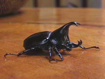 rhino beetle